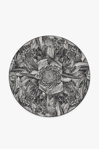 Echeveria Black Rug