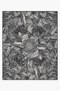 Echeveria Black Rug